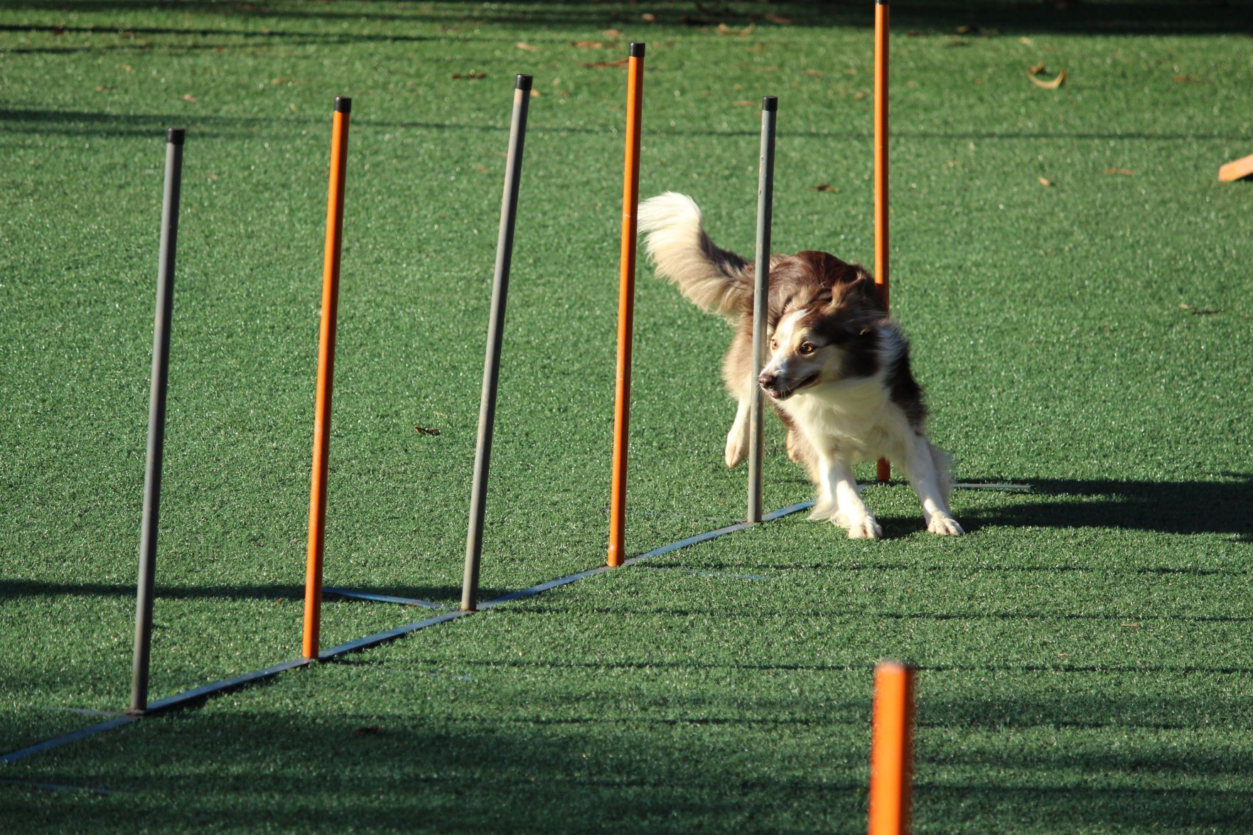 murilo-viviani-1215341-unsplash - Dog Agility.jpg